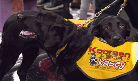 Kasey Dogs